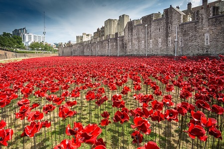 Poppies at the Tower Poppies at the Tower