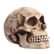Historical skull ornament 