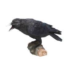 Raven Calling - A black raven perched on a branch with its beak open, calling out. 