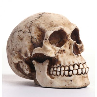 Historical skull